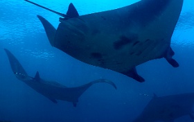 Komodo 2016 - Oceanic Manta Ray - Raie Manta Oceanique - Manta Birostris - IMG_6746_rc